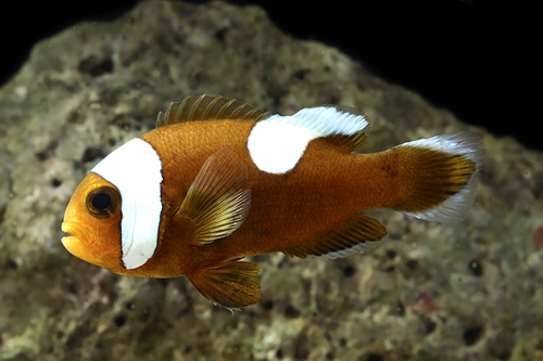 picture of Saddle Back Clownfish PNG Sml                                                                        Amphiprion polymnus