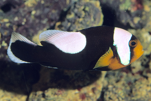 picture of Saddle Back Clownfish Lrg                                                                            Amphiprion polymnus
