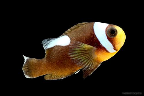 picture of Saddle Back Clownfish Tank Raised Med                                                                Amphiprion polymnus