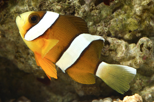 picture of Sebae Clownfish Med                                                                                  Amphiprion bicinctus