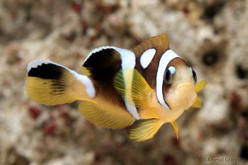 picture of Spotcinctus Clownfish Tank Raised Med                                                                Amphiprion bicinctus