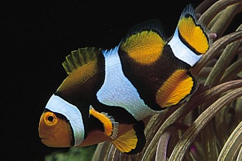 picture of True Percula Clownfish PNG Lrg                                                                       Amphiprion percula
