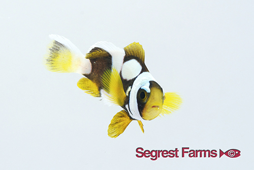 picture of Galaxy Clarkii Clownfish Tank Raised Med                                                             Amphiprion clarkii