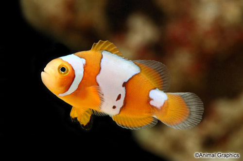 picture of Snow Onyx Clownfish Tank Raised Med                                                                  Amphriprion ocellaris x Amphriprion percula