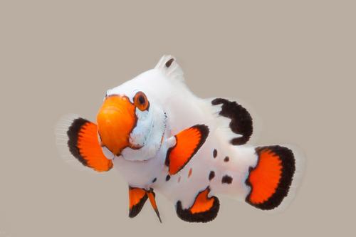 picture of Chilled Frostbite Clownfish Tank Raised Sml                                                          Amphiprion ocellaris