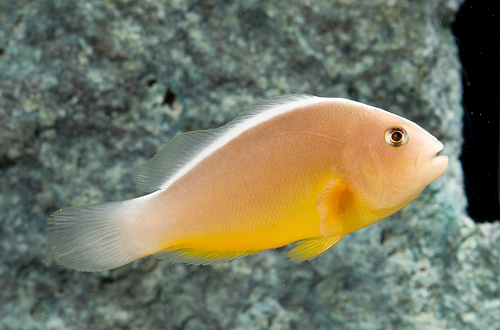 picture of Orange Skunk Clownfish Sumatra Med                                                                   Amphiprion sandaracinos