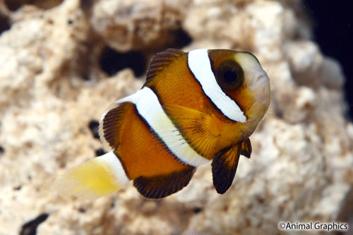 picture of Mocha Ocellaris Clownfish Tank Raised Sml                                                            Amphiprion ocellaris
