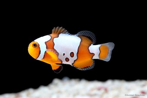 picture of Birdshot Ocellaris Clownfish Tank Raised Sml                                                         Amphiprion ocellaris 'Birdshot'