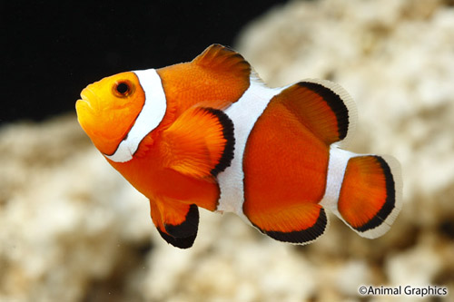 picture of Stubby Ocellaris Clownfish Tank Raised Sml                                                           Amphiprion ocellaris
