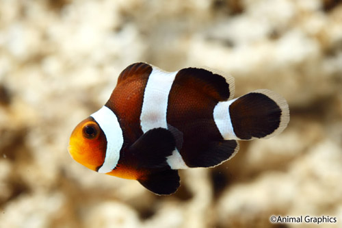 picture of Stubby Black Ocellaris Clownfish Tank Raised Sml                                                     Amphiprion ocellaris 'Stubby Black'