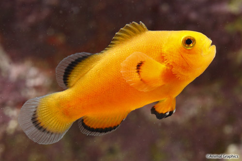 picture of Naked Ocellaris Clownfish Tank Raised Sml                                                            Amphiprion ocellaris