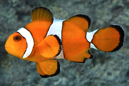 picture of Percula Clownfish I/O Med                                                                            Amphiprion ocellaris