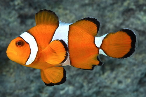 picture of Percula Clownfish I/O Lrg                                                                            Amphiprion ocellaris