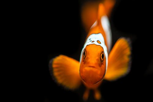 picture of Lightning Maroon Clownfish Tank Raised Med                                                           Premnas biaculeatus