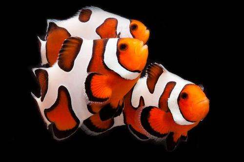 picture of DaVinci Clownfish Tank Raised Med                                                                    Amphiprion ocellaris