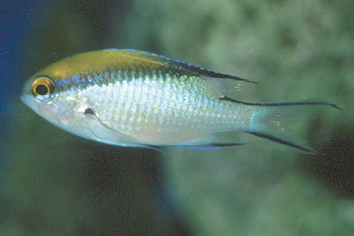 picture of Barrier Reef Chromis Sml                                                                             Chromis nitida
