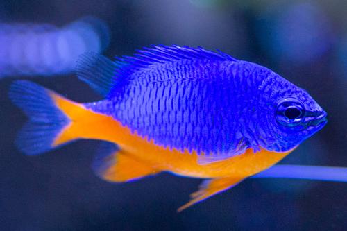 picture of Kupang Yellow Belly Damsel Med                                                                       Chrysiptera hemicyanea