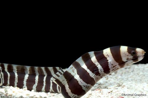picture of Banded Moray Eel Med                                                                                 Echidna polyzona