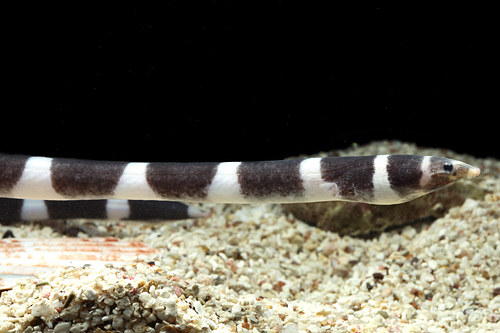 picture of Banded Snake Eel Med                                                                                 Myrichthys colubrinus