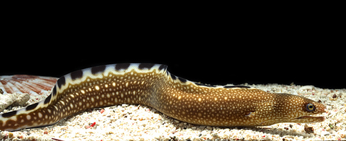 picture of Black Edge Moray Eel Lrg                                                                             Gymnothorax nigromarginatus