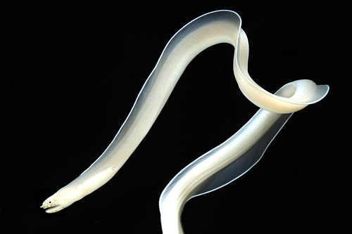 picture of Ghost Ribbon Eel Sml                                                                                 Pseudechidna brummeri