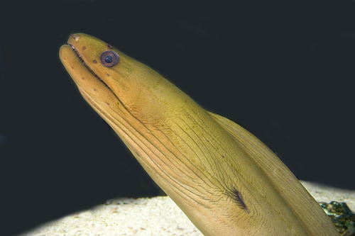 picture of Green Moray Eel Med                                                                                  Gymnothorax funebris