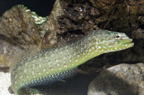 picture of Green Wolf Eel Sml                                                                                   Congragadus subducens