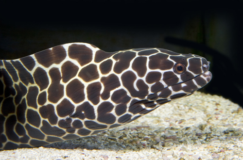 picture of Tesselata Moray Eel Sml                                                                              Gymnothorax favagineus
