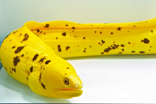picture of Yellow Moray Eel Sml                                                                                 Muraena miliaris