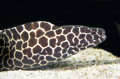 picture of Honecomb Moray Eel Xlg                                                                               Gymnothorax favagineus