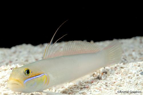 picture of Gold Head Sleeper Goby Med                                                                           Valenciennea strigata
