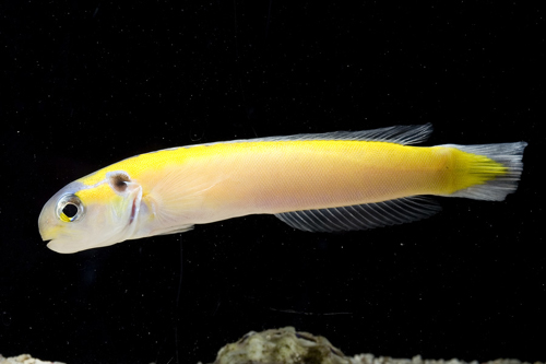 picture of Golden Tilefish Sml                                                                                  Hoplolatilus cuniculus