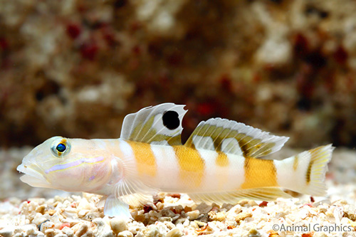 picture of Tiger Sleeper Goby Sml                                                                               Valenciennea wardii
