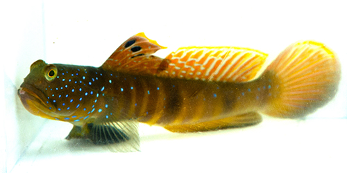 picture of Blue Spotted Watchman Goby Lrg                                                                       Cryptocentrus pavoninoides
