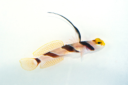 picture of Highfin Banded Goby Med                                                                              Stonogobiops nematodes