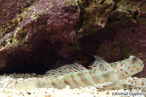 picture of Pink Spot Watchman Goby Lrg                                                                          Cryptocentrus leptocephalus