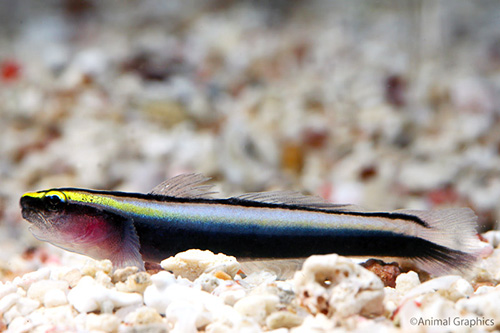 picture of Sharknose Goby Tank Raised Sml                                                                       Elacatinus oceanops var. gold stripe