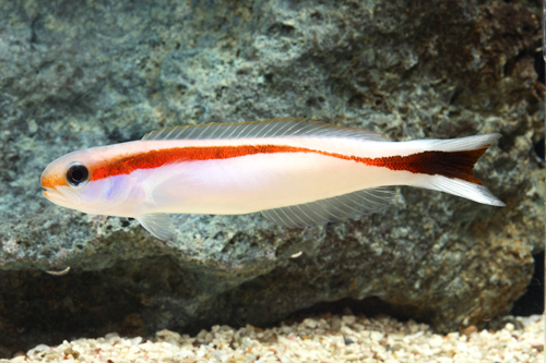 picture of Skunk Tilefish Sml                                                                                   Hoplolatilus marcosi