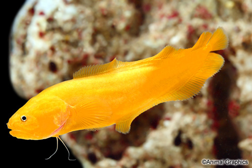 picture of Yellow Eel Goby Sml                                                                                  Brotulina fusca