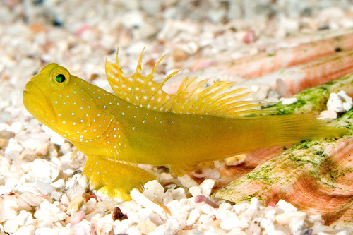 picture of Yellow Watchman Goby Med                                                                             Cryptocentrus cinctus