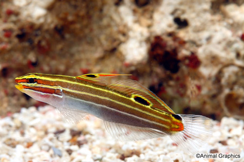 picture of Hector's Goby Sml                                                                                    Amblygobius hectori