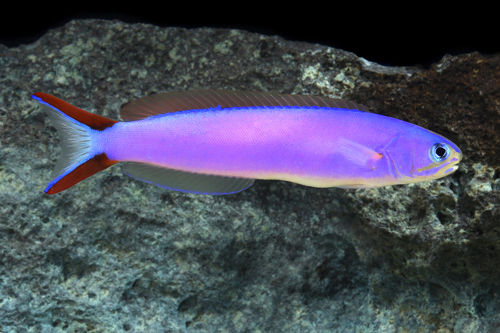 picture of Purple Tilefish Med                                                                                  Hoplolatilus purpureus