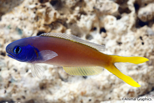 picture of Blueface Starkii Tilefish Sml                                                                        Hoplolatilus starcki