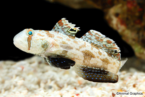 picture of Twin Spot Signal Goby Med                                                                            Signigobius biocellatus