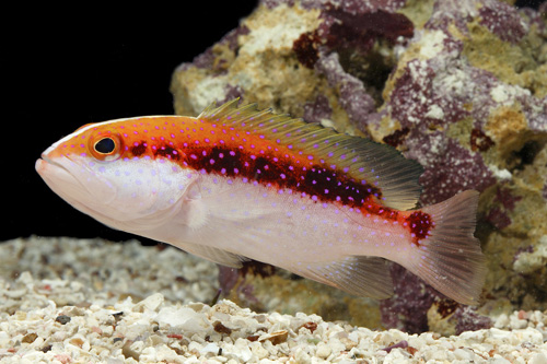picture of Cherry/Skunk Grouper Lrg                                                                             Variola louti