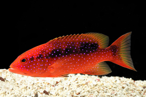 picture of Cherry/Skunk Grouper Shw                                                                             Variola louti