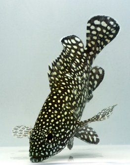picture of Spotted Grouper Tny                                                                                  Epinephelus ongus