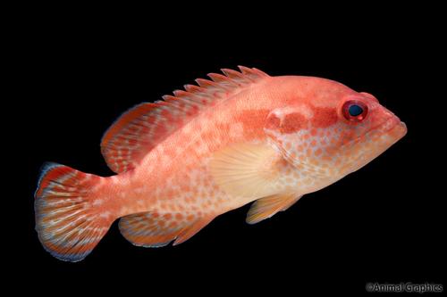 picture of Banded Tail Coral-Cod Grouper                                                                        Cephalopholis urodelus