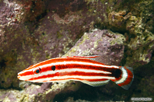 picture of Masuda Hogfish Med                                                                                   Bodianus masudai