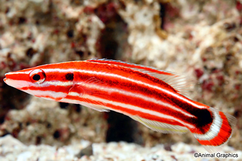 picture of Peppermint Hogfish Med                                                                               Bodianus opercularis